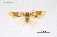 藏品(寬紋黃毒蛾)的圖片